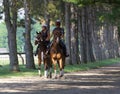 Horse Haven -Saratoga Springs