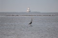 Summerside Water-view with Great Blue Heron