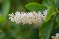 Coastal sweetpepperbush Clethra alnifolia, spike with white flowers