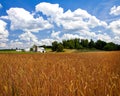 Summertime Amber Waves of Grain Royalty Free Stock Photo