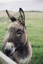 Donkey on the Dingle Peninsula in Ireland