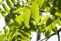 Summertime background of walnut branches with green leaves in sunlight Royalty Free Stock Photo
