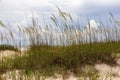 Summertime at the beach in St. Augustine with sea oats, sand and clouds. Royalty Free Stock Photo