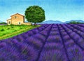 Watercolor summer landscape illustration with lavender fields and old farm house.