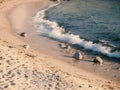 Sea,sand and sun beach detaisl