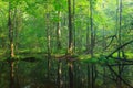 Summertime broadleaved stand with standing water Royalty Free Stock Photo