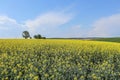 Summertime Canola Field - Brassica napus Royalty Free Stock Photo