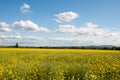 Summertime canola landscape scenery in the English countryside. Royalty Free Stock Photo