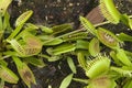 Venus flytrap plants in garden bed Royalty Free Stock Photo