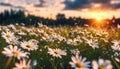 Summertime, Chamomile flowers on the summer meadow, natural backgrounds