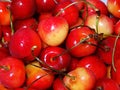 Summertime Cherries Royalty Free Stock Photo