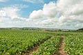 Summertime fields of kale