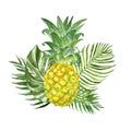 Summertime composition with exotic tropical plants and fresh pineapple, isolated on white background. watercolour illustration Royalty Free Stock Photo
