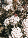 Summertime cute cluster white flowers on the bush with bee on it collected pollen.