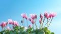 Summertime. cyclamen flowers on Sunny summer day. Pink Cyclamen coum ( eastern sowbread ). Generative AI