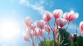 Summertime. cyclamen flowers on Sunny summer day. Pink Cyclamen coum ( eastern sowbread ). Generative AI