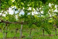 Summertime on Dutch vineyard, young green grapes hanging and ripening on grape vine