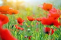 Summertime flower background, colorful meadow with red wild summer poppies Royalty Free Stock Photo