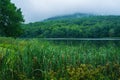 A Foggy View of reeds by Abbott Lake, Peaks of Otter Royalty Free Stock Photo