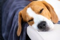 Cute Beagle dog resting in shade on the garden sofa Royalty Free Stock Photo