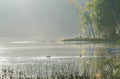 Summertime heat. Two ducks relaxing on still calm lake water on warm muggy day. Royalty Free Stock Photo