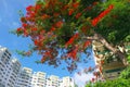 Summertime at Ho chi Minh city, Vietnam, red flamboyant flower blooming vibrant on blue sky front of highrise buildings