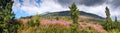 Summertime landscape banner, panorama with Chamaenerion angustifolium known as fireweed against the background of mountains High