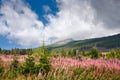 Summertime landscape with Chamaenerion angustifolium known as fireweed against the background of mountains High Tatras