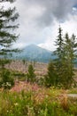 Summertime landscape with Chamaenerion angustifolium known as fireweed against the background of mountains High Tatras