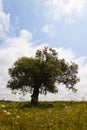 Summertime landscape of a loney olive tree in a field in summer in Spain