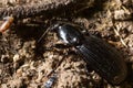 summertime macro photos in europe black beetle crawling on forest soil