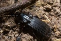 summertime macro photos in europe black beetle crawling on forest soil