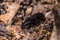 Black beetle running on forest soil