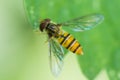 Hover fly looking like bee on leaf Royalty Free Stock Photo