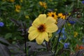 Summer in Massachusetts: Bee Pollinating Single-flowering Yellow Dahlia