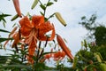 Summer in Massachusetts: Tiger Lily `Lilium lancifolium` Flower in Bloom Royalty Free Stock Photo