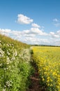 Summertime may blossoms and rapeseed fields and agriculture in the British countryside