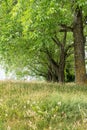 Summertime meadow and row of old oak trees Royalty Free Stock Photo