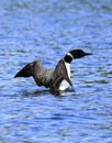 Minnesota Loon 01 Royalty Free Stock Photo