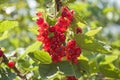 Summer garden in Latvia. Red currant bush full of colorful juicy ripe berries