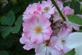 Summer in Nova Scotia: Closeup of Lavender Roses