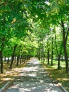 Summertime park in the glares Royalty Free Stock Photo