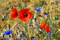 Summertime - Picturesque summerfield with grain, red poppies and blue bottles