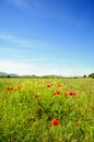 Summertime with poppies Royalty Free Stock Photo