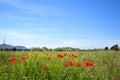 Summertime with poppies Royalty Free Stock Photo