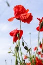 Poppies close-up against the sky Royalty Free Stock Photo