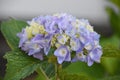 Gorgeous Pastel Purple and Blue Hydrangea Bush in the Summer Royalty Free Stock Photo
