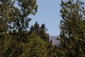 Riparian Montane Chaparral Ecotone - San Bernardino Mtns - 061122