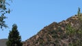 Riparian Montane Chaparral Ecotone - San Bernardino Mtns - 061122