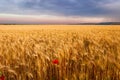 Summertime. Rural landscape: corn field with lone poppy. ITALY(Apulia) Royalty Free Stock Photo